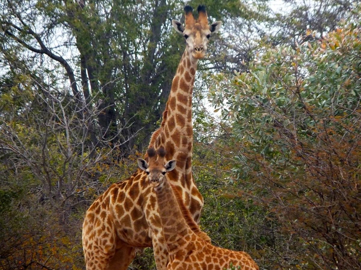Iphofolo Lodge & Tented Camp Vivo Eksteriør bilde