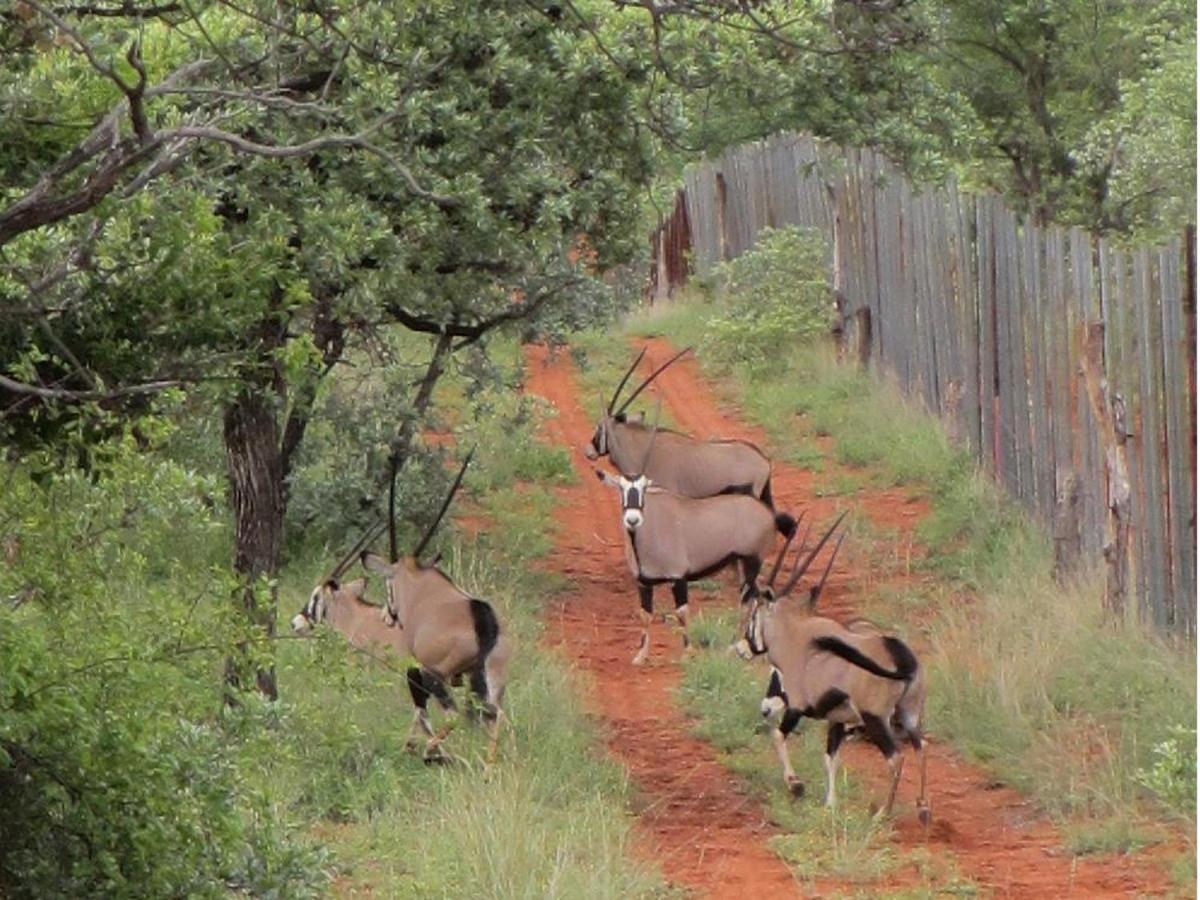 Iphofolo Lodge & Tented Camp Vivo Eksteriør bilde