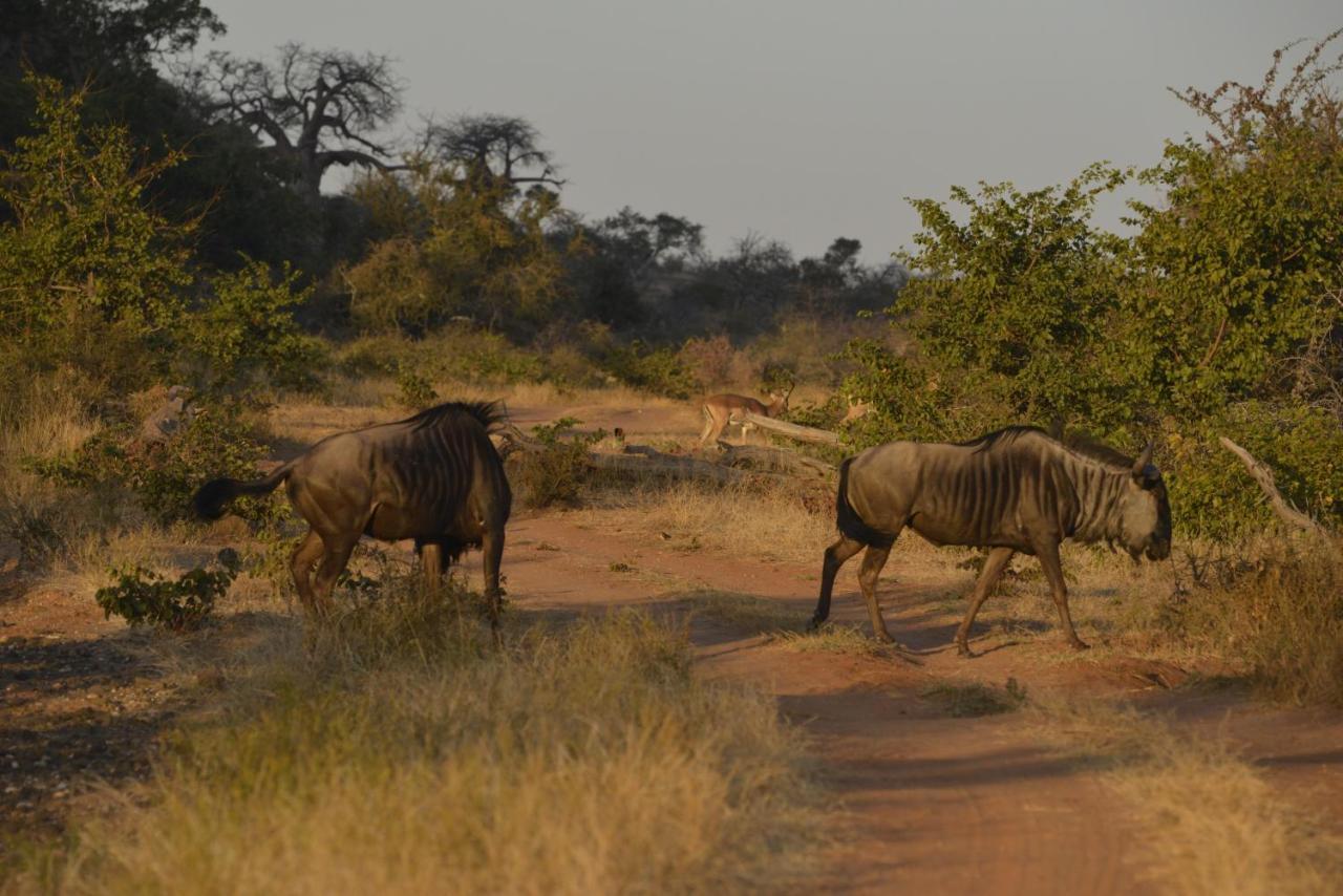 Iphofolo Lodge & Tented Camp Vivo Eksteriør bilde