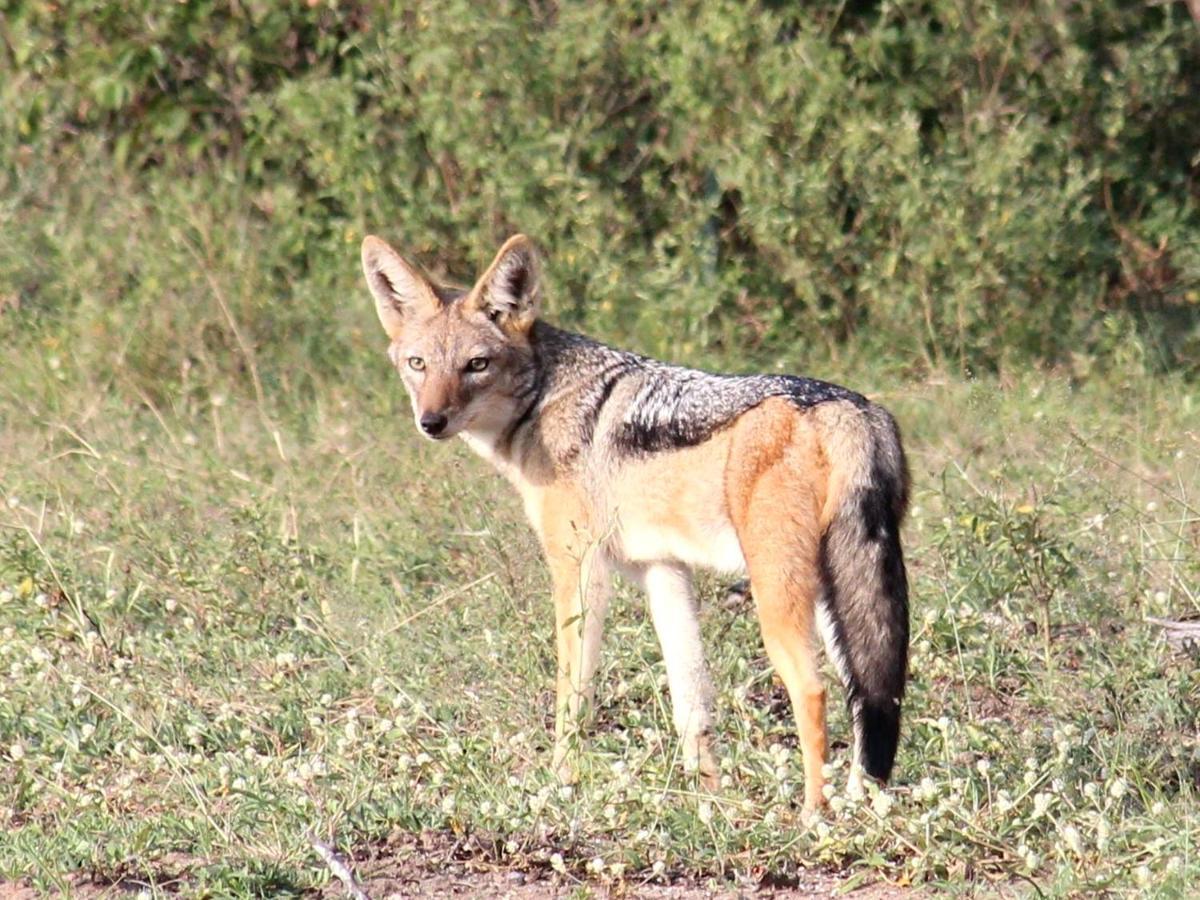 Iphofolo Lodge & Tented Camp Vivo Eksteriør bilde