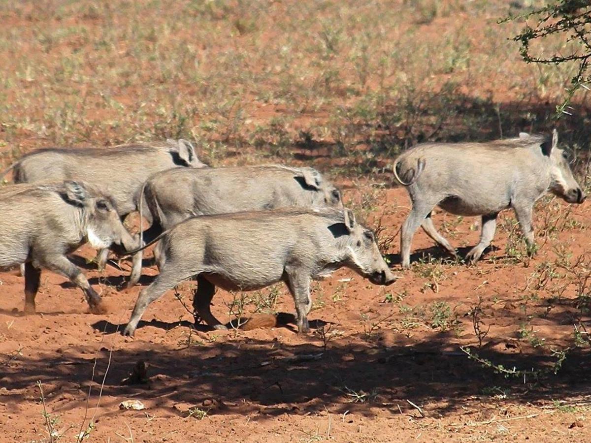 Iphofolo Lodge & Tented Camp Vivo Eksteriør bilde