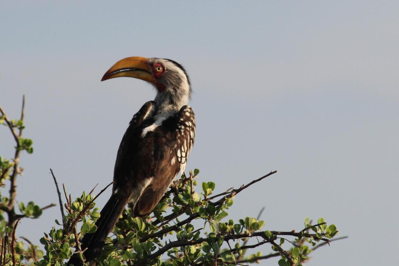 Iphofolo Lodge & Tented Camp Vivo Eksteriør bilde