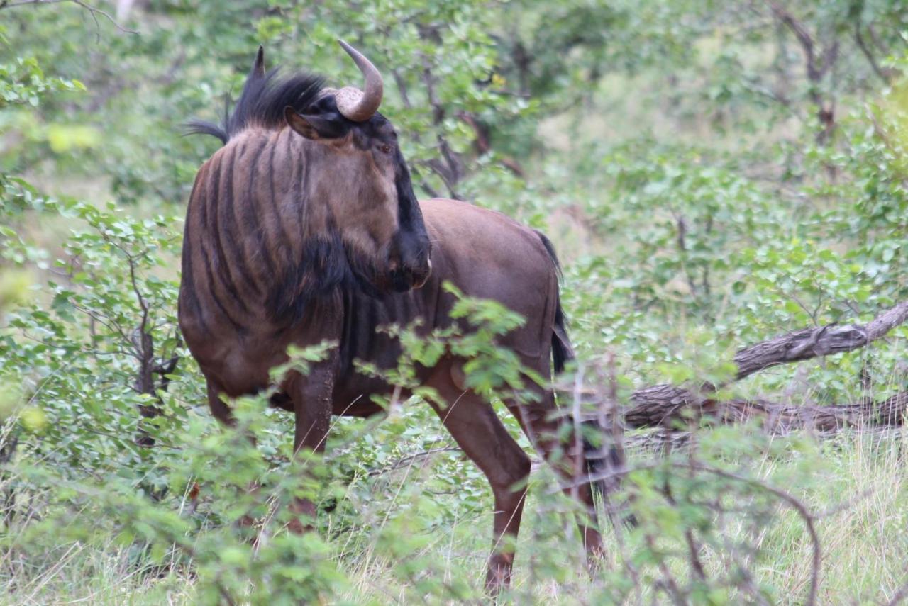 Iphofolo Lodge & Tented Camp Vivo Eksteriør bilde