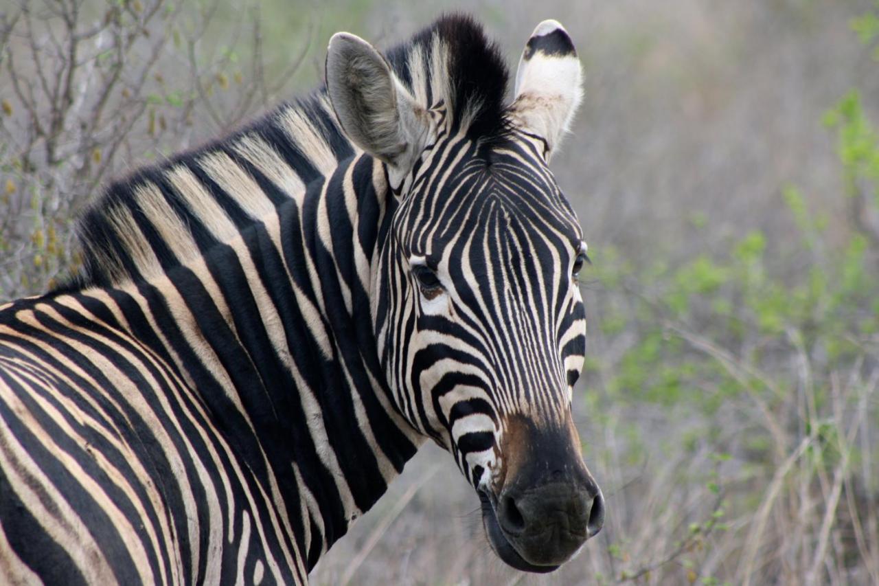 Iphofolo Lodge & Tented Camp Vivo Eksteriør bilde