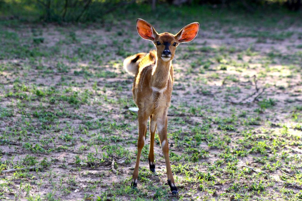 Iphofolo Lodge & Tented Camp Vivo Eksteriør bilde