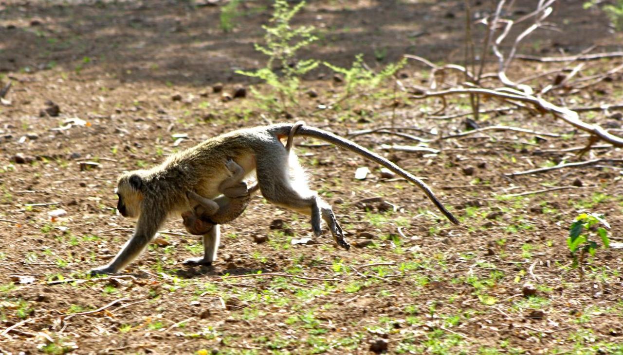 Iphofolo Lodge & Tented Camp Vivo Eksteriør bilde
